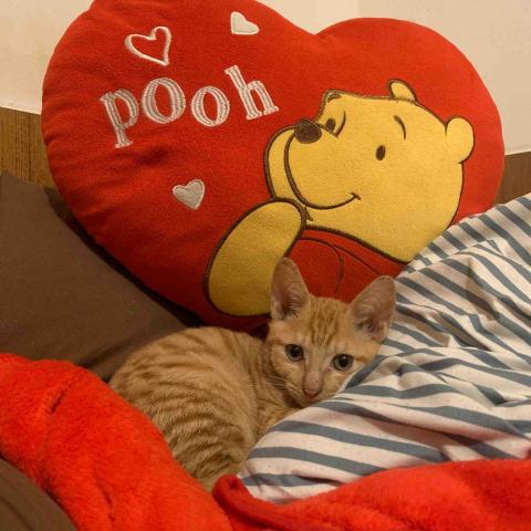 🍠新竹縣居家寵物寄宿/到府服務 - 崽崽??