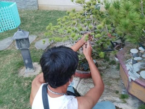 鄭苡淇 - 解綁疏枝蟲害處理