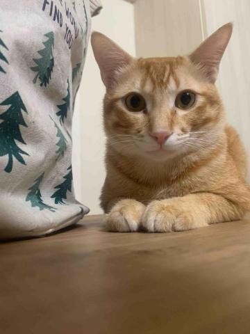 🍠新竹縣居家寵物寄宿/到府服務 - Soda?