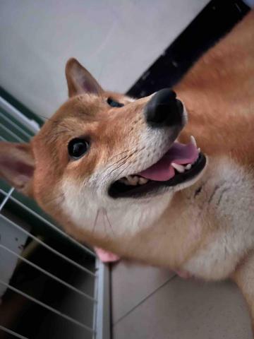 🍠新竹縣居家寵物寄宿/到府服務 - 