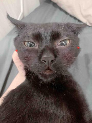 🍠新竹縣居家寵物寄宿/到府服務 - 花枝丸