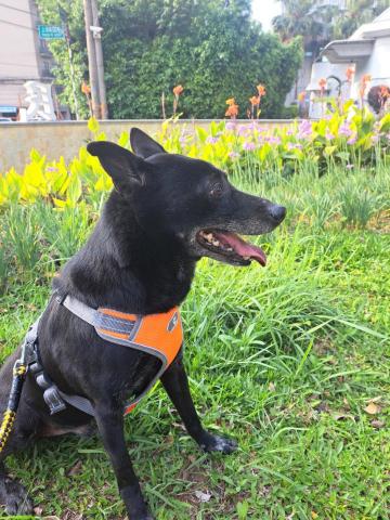 郭晉 - 客戶寄養米克斯