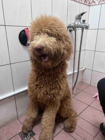 小李美容師 - 巨型貴賓（標準型）
洗澡前