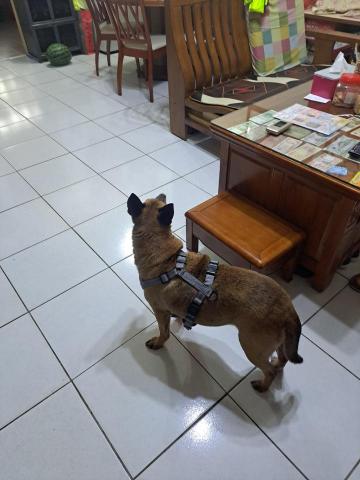 郭晉 - 客戶寄養米克斯