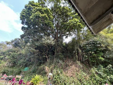 孫劭宇 - 15m紅楠結構性修剪