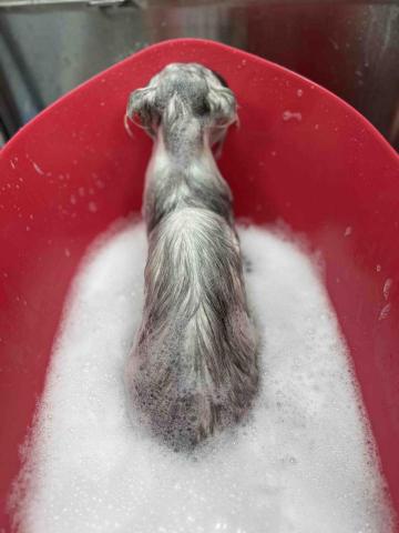 小李美容師 - 長毛貓 泡澡