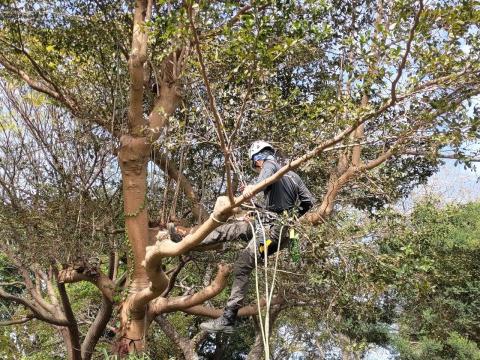 孫劭宇 - 10m小葉欖仁縮冠