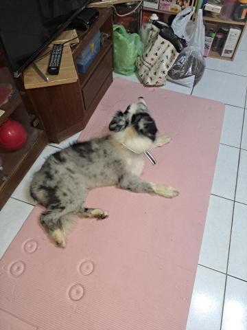 郭晉 - 客戶寄養邊境