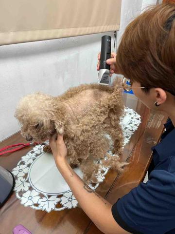 小李美容師 - 貴賓大美容