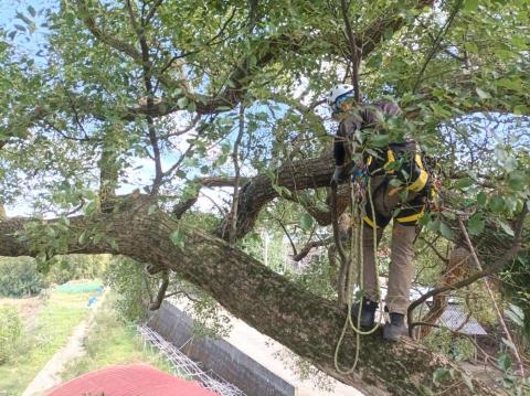 孫劭宇 - 15m樟樹巨木樹冠清理