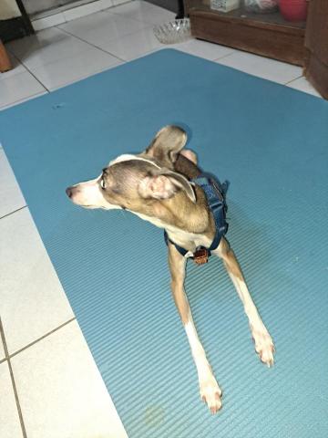 郭晉 - 客戶寄養~靈提犬