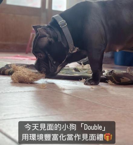 咪塔屋娜的生活日記－IDTE犬隻訓練師Tyra（新竹地區） - 