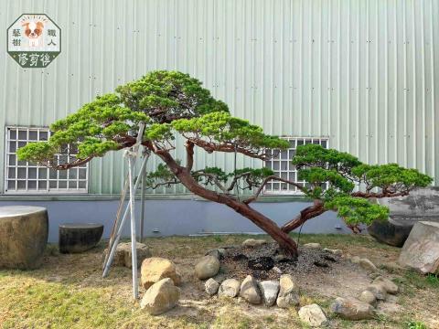 藝樹職人 - 真柏修剪後