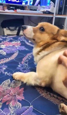 🍠新竹縣居家寵物寄宿/到府服務 - Q寶