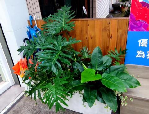 友植PLANT BUDDY（台中） - 室外觀葉造景