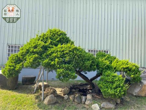 藝樹職人 - 真柏修剪前