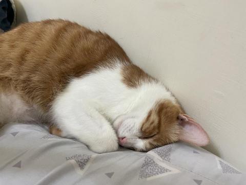 謝滑滑 - 我可愛的貓