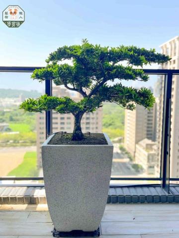 藝樹職人 - 晶鑽羅漢松修剪前