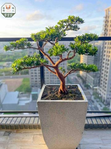 藝樹職人 - 晶鑽羅漢松修剪後