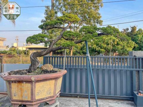藝樹職人 - 真柏修剪後