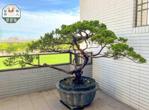 藝樹職人 - 真柏修剪後