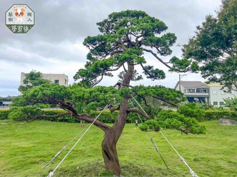 藝樹職人 - 真柏修剪後