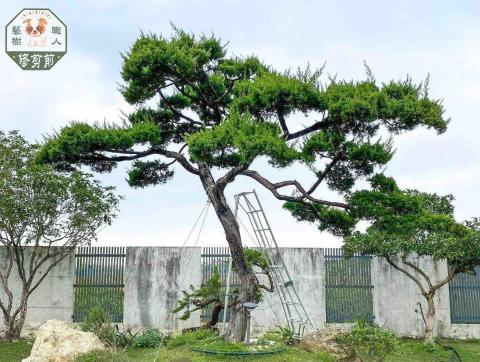 藝樹職人 - 真柏修剪前