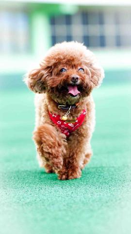 阿傅的攝影工作室 - 