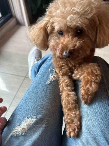 王小姐寵物陪伴house - 小黏人精