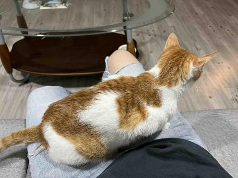 Kay&rsquo;s快樂小角落 - 朋友家的卯咪?