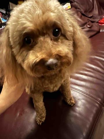 王小姐寵物陪伴house - 寶寶