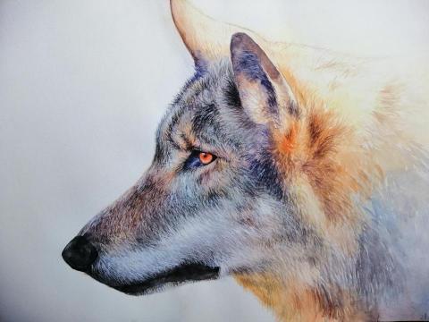 葉貞儀 - 水彩動物