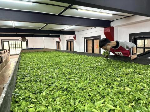 茶霧森林工作室 - 