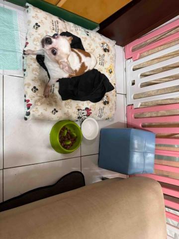 藝奇寵物住宿/安親 - 