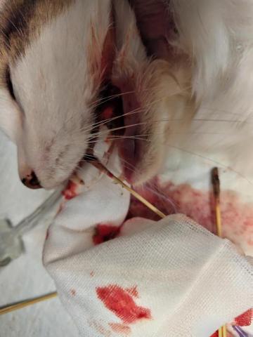 喵汪寶貝臨時保母 - 跟刀