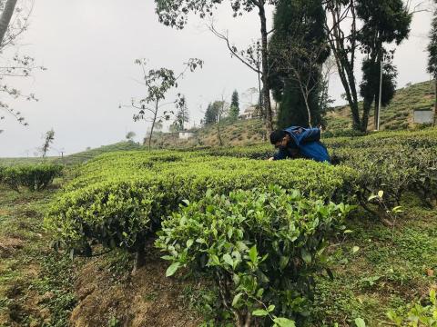 茶霧森林工作室 - 