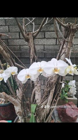 提供美髮服務的專家玩美髮妝