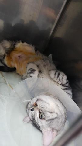 喵汪寶貝臨時保母 - 住院照顧