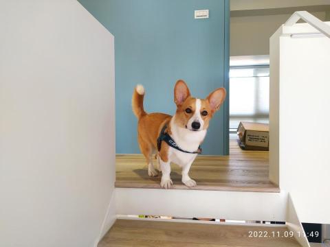 澄室室內設計 - 狗狗與案場寫真 澄室室內設計 - 狗狗與案場寫真