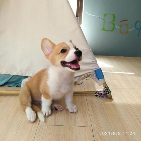 澄室室內設計 - 自製的狗狗帳篷 澄室室內設計 - 自製的狗狗帳篷