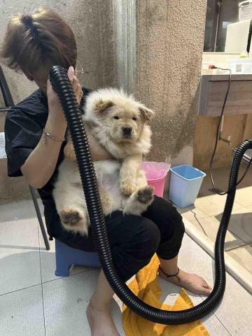 小李美容師 - 松獅