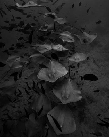 謝小寶 - 水下攝影作品