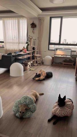 毛管家寵物保母 - 