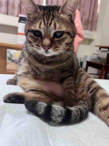 毛管家寵物保母 - 