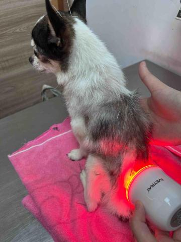 毛管家寵物保母 - 