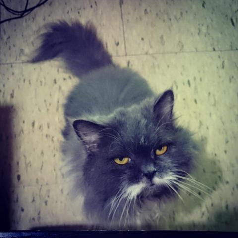 徐筱蓓 - 混種金吉拉