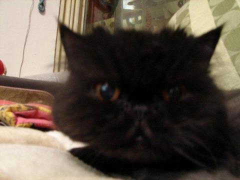 徐筱蓓 - 藍波斯