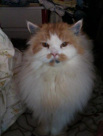 徐筱蓓 - 混種金吉拉