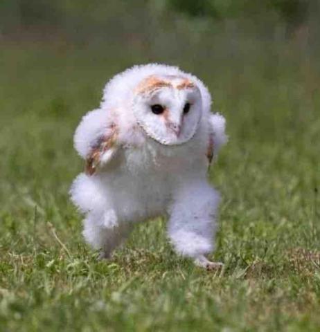 貓頭鷹精緻搬運 - 迅速服務 