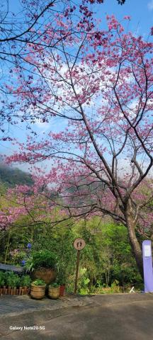 黃熙 - 新竹 薰衣草花園
